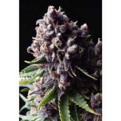 Auto Purple fem. Pyramid Seeds
