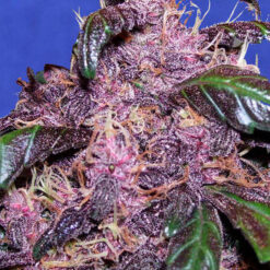 Auto Purple fem. Original Sensible