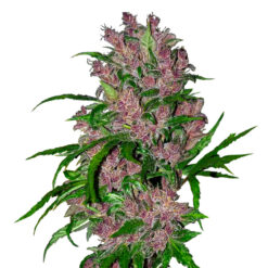 Auto Purple Bud fem. White Label