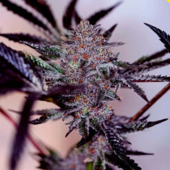 Auto Purple Cherry fem. Positronics Seeds