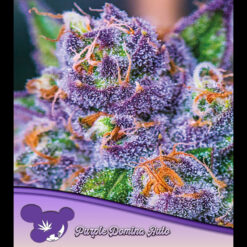 Auto Purple Domina fem. Anesia