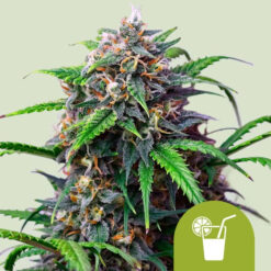 Auto Purple Lemonade fem. Royal Queen