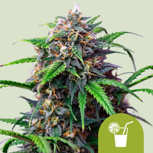 Auto Purple Lemonade fem. Royal Queen