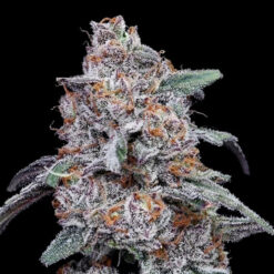 Auto Purple People Eater fem. DNA Genetics