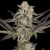 Auto Purple Pickle 10 u. fem. Sensi Seeds Research