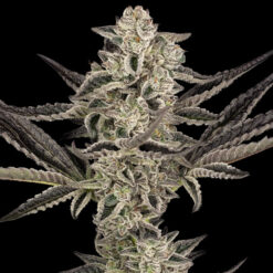 Auto Purple Pickle   3 u. fem. Sensi Seeds Research