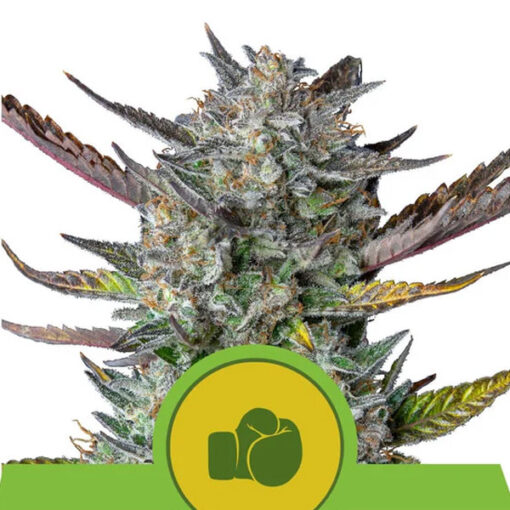 Auto Purple Punch fem. Royal Queen
