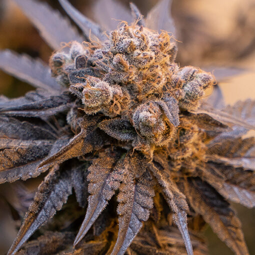 Auto Purple Punch High Speed Buds