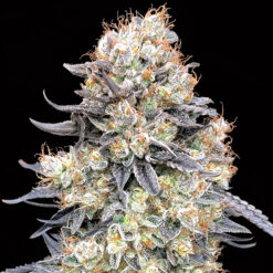 Auto Purple Punch fem. 00 Seeds