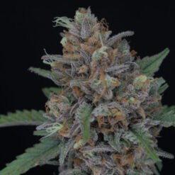 Auto Purple Punch 3 u. fem Pure Instinto