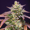 Auto Purple Punch OG XL fem. Sweet Seeds