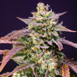 Auto Purple Punch OG XL fem. Sweet Seeds