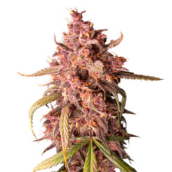 Auto Purple Punch fem. Seedstockers