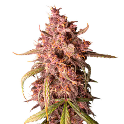 Auto Purple Punch fem. Seedstockers