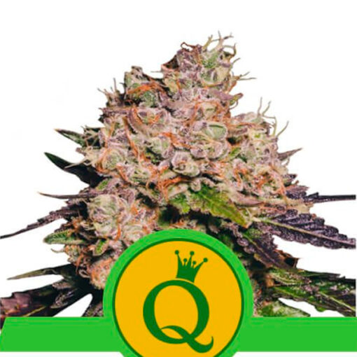 Auto Purple Queen fem. Royal Queen