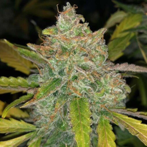 Auto Purple Sunset fem. Philosopher