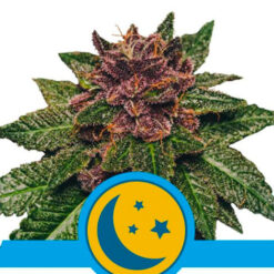 Auto Purplematic CBD fem. Royal Queen