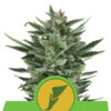 Auto Quick One fem. Royal Queen