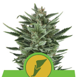 Auto Quick One fem. Royal Queen