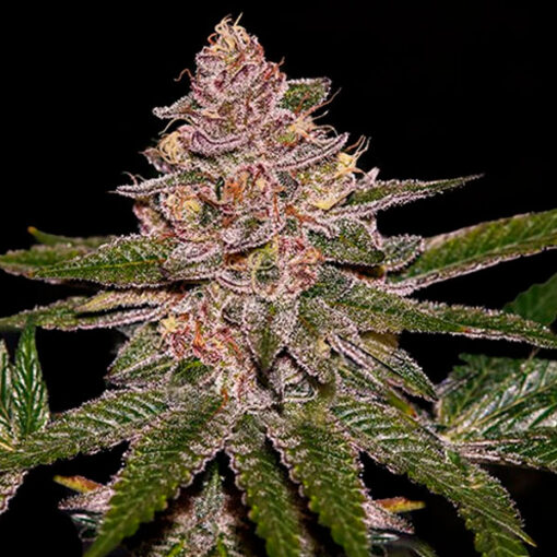 Auto Radical Juice fem. Ripper Seeds