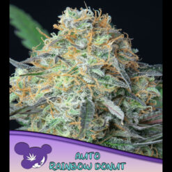 Auto Rainbow Donut fem. Anesia