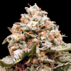 Auto Rainbow Mints fem. 00 Seeds