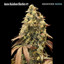 Auto Rainbow Sherbet #11 fem. Advanced Seeds