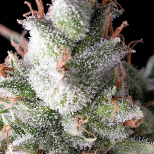 Auto Ramses fem. Pyramid Seeds