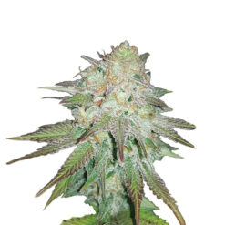 Auto Raspberry Cough fem. Nirvana