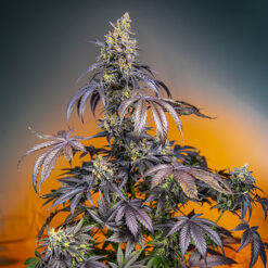 Auto Red Gorilla Girl XL fem. Sweet Seeds