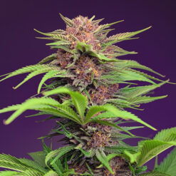 Auto Red Mimosa XL fem. Sweet Seeds