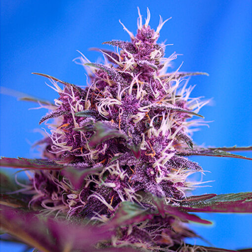 Auto Red Poison fem. Sweet Seeds Promo Aniversario