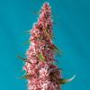 Auto Red Pure CBD fem. Sweet Seeds