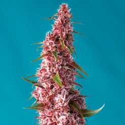 Auto Red Pure CBD fem. Sweet Seeds