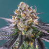 Auto Red Strawberry Banana fem. Sweet Seeds