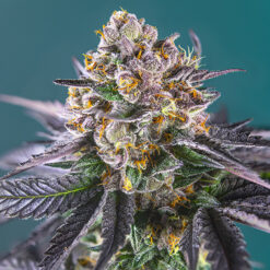 Auto Red Strawberry Banana fem. Sweet Seeds