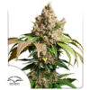 Auto Red Tropicana Cookies  7 u. fem. Dutch Passion