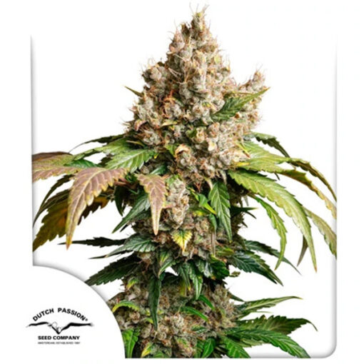 Auto Red Tropicana Cookies  7 u. fem. Dutch Passion