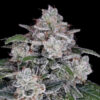 Auto Return of the Mac fem. DNA Genetics