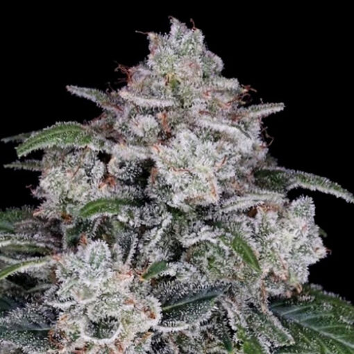 Auto Return of the Mac fem. DNA Genetics