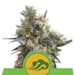 Auto Royal Bluematic fem. Royal Queen