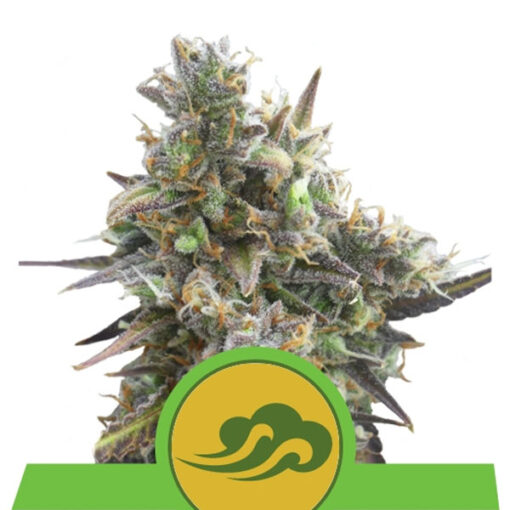 Auto Royal Bluematic fem. Royal Queen