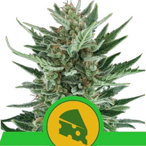Auto Royal Cheese fem. Royal Queen
