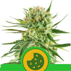 Auto Royal Cookies fem. Royal Queen
