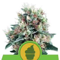 Auto Royal Creamatic fem. Royal Queen