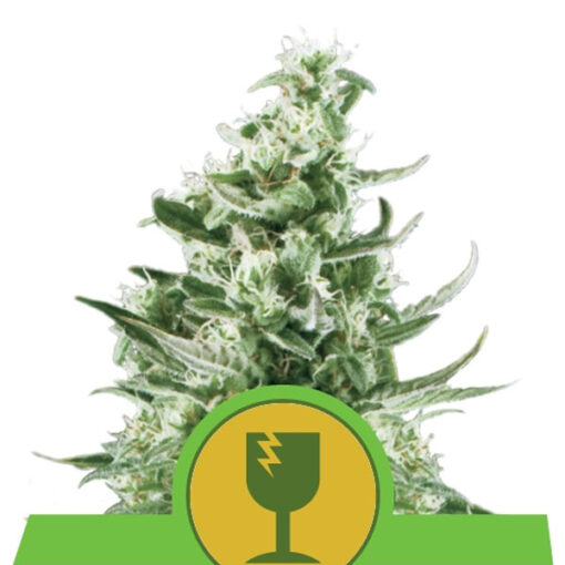 Auto Royal Critical fem. Royal Queen