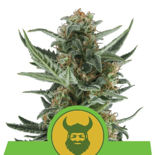 Auto Royal Dwarf fem. Royal Queen