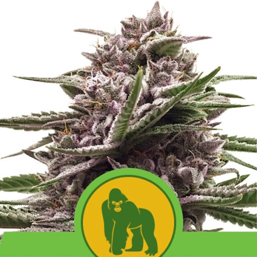 Auto Royal Gorilla fem. Royal Queen