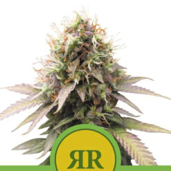 Auto Royal Runtz fem. Royal Queen