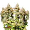 Auto Rucu Cucu OG fem. Seedstockers Superior